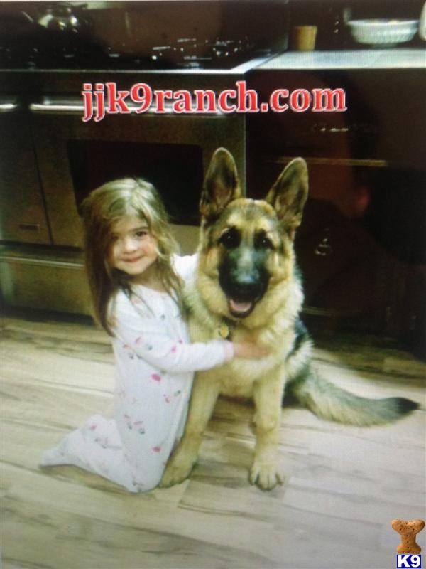 german shepherd puppy posted by Judy Smithson
